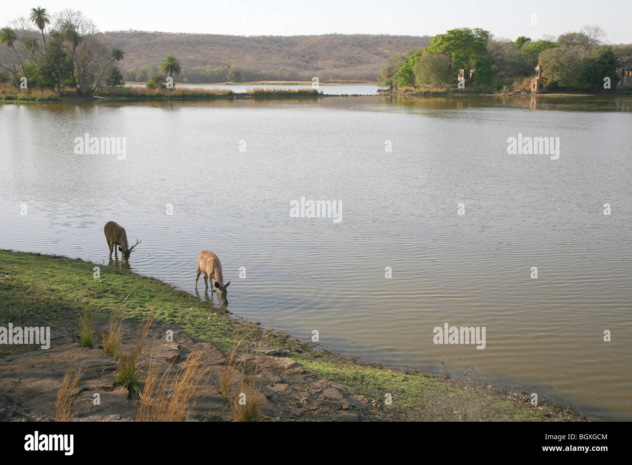 Sambar deer (Cervus unicolor) à Ranthambhore Banque D'Images