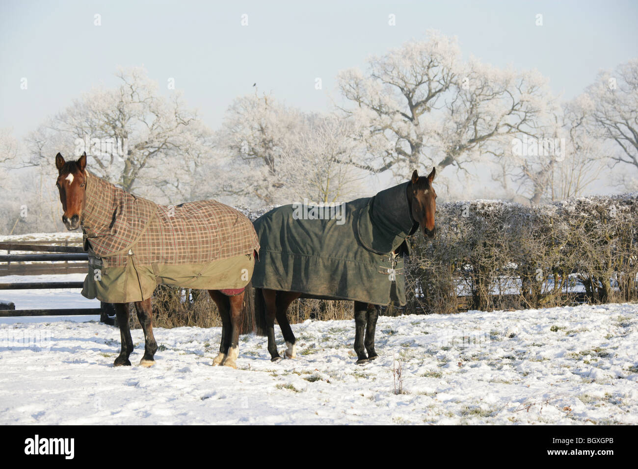 La région de Coddington, Angleterre. Deux chevaux debout dos à dos avec leurs manteaux d'hiver pour aider à les protéger de la neige. Banque D'Images