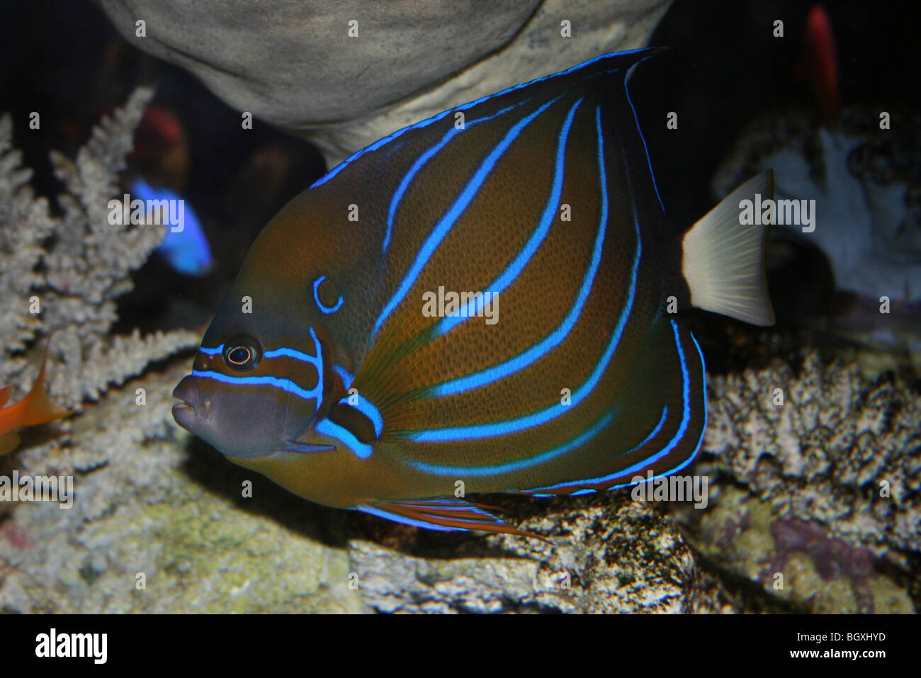 Bleu Anneau Angelfish Pomacanthus Annularis Banque D'Images