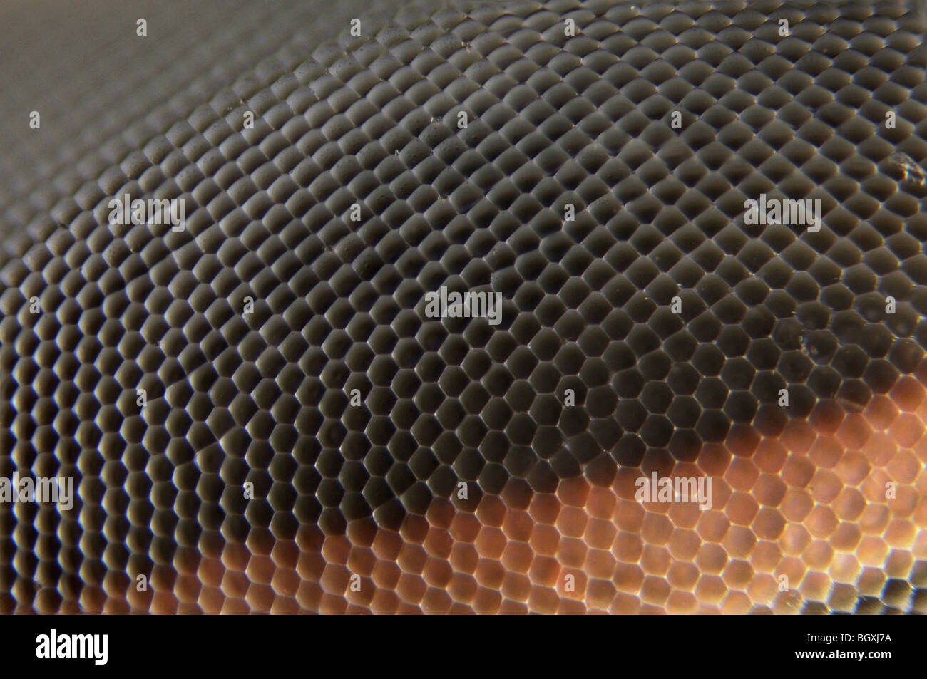 L'oeil d'une guêpe commune (vesper vulgaris) dans extreme close up Banque D'Images