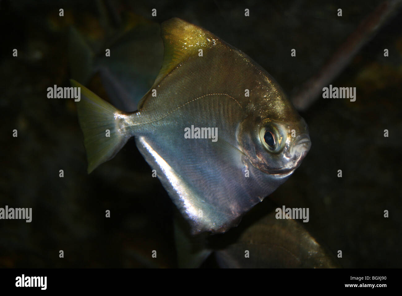 Moonfish Monodactylus argenteus a.k.a Silver Lunard Banque D'Images
