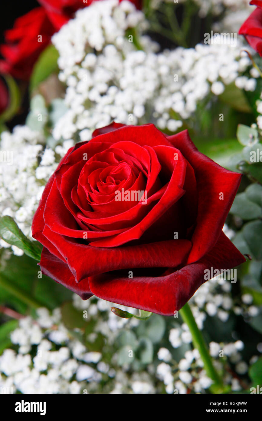 Une rose rouge pour la Saint-Valentin. Banque D'Images