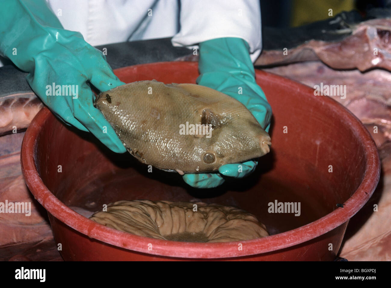 Les poissons trouvés dans l'estomac de déclenchement de trois mètres requin tigre (Galeocerdo cuvier) Banque D'Images
