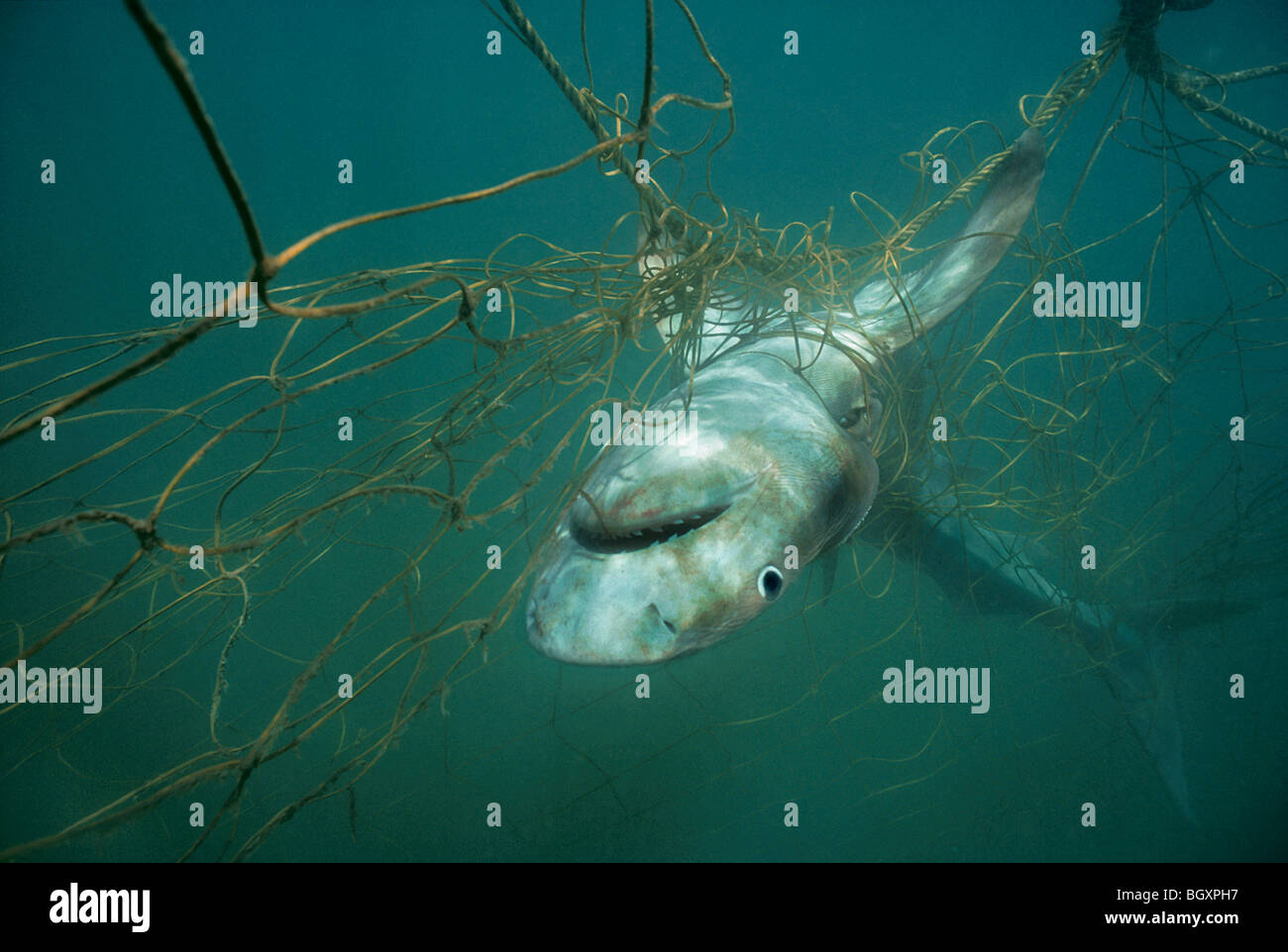 3 mètres de requin tigre (Galeocerdo cuvier) pris dans les filet de requin Plage de Durban. Natal Sharks Board, Durban, Afrique du Sud. Banque D'Images