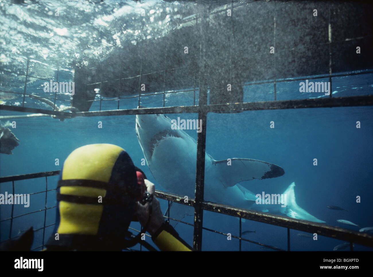 Tournage plongeur Grand requin blanc (Carcharodon carcharias) de protection de la cage de plongée de requin. Banque D'Images