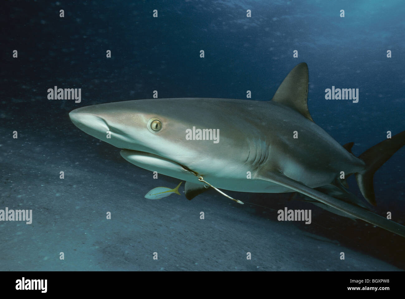 Requin de récif des Caraïbes (Carcharhinus perezi) avec crochet de poisson et la scolarisation vivaneaux (Ocyurus chrysurus limande) Banque D'Images