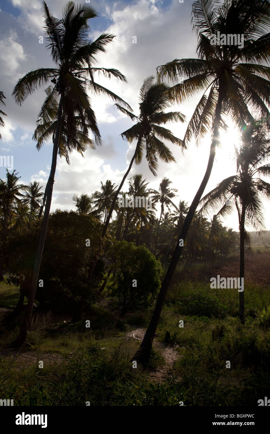 Palmeraie, Inhambane Tofo Beach, le Mozambique, l'Afrique Banque D'Images