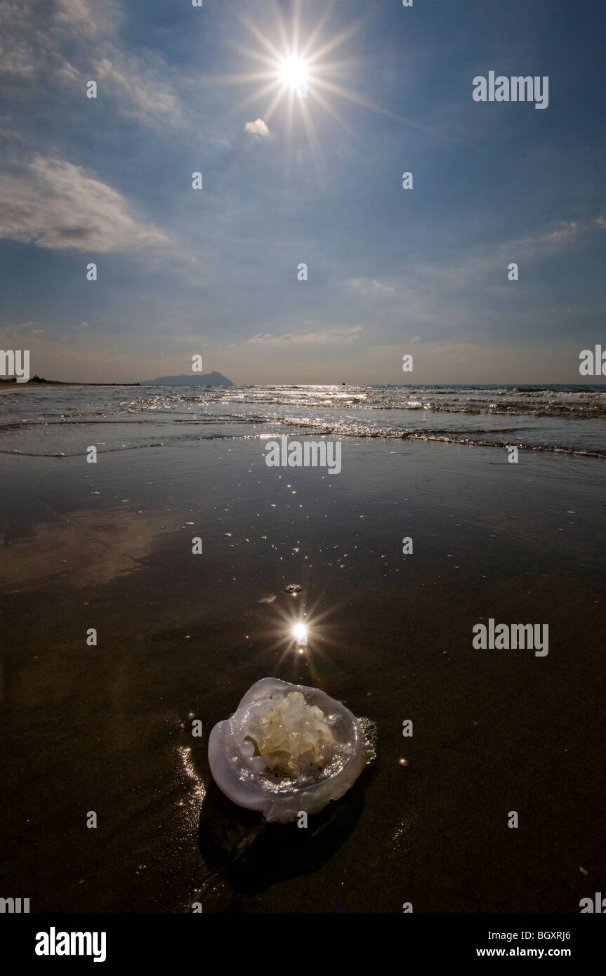 Méduse échouée sur la plage de la Mer Méditerranée Banque D'Images