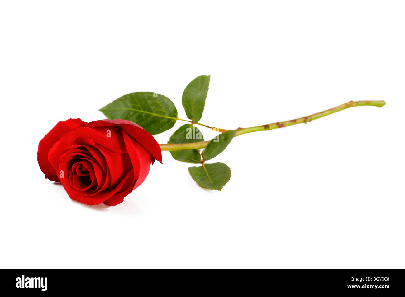 Une tige de rose rouge isolé en fond blanc Banque D'Images