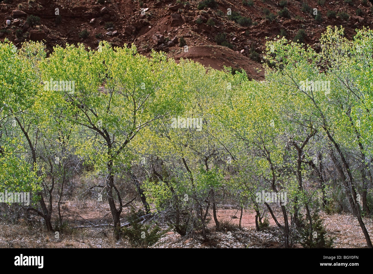 Fremont peupliers (Populus fremontii), bassin versant de la rivière Jemez, New Mexico, USA Banque D'Images