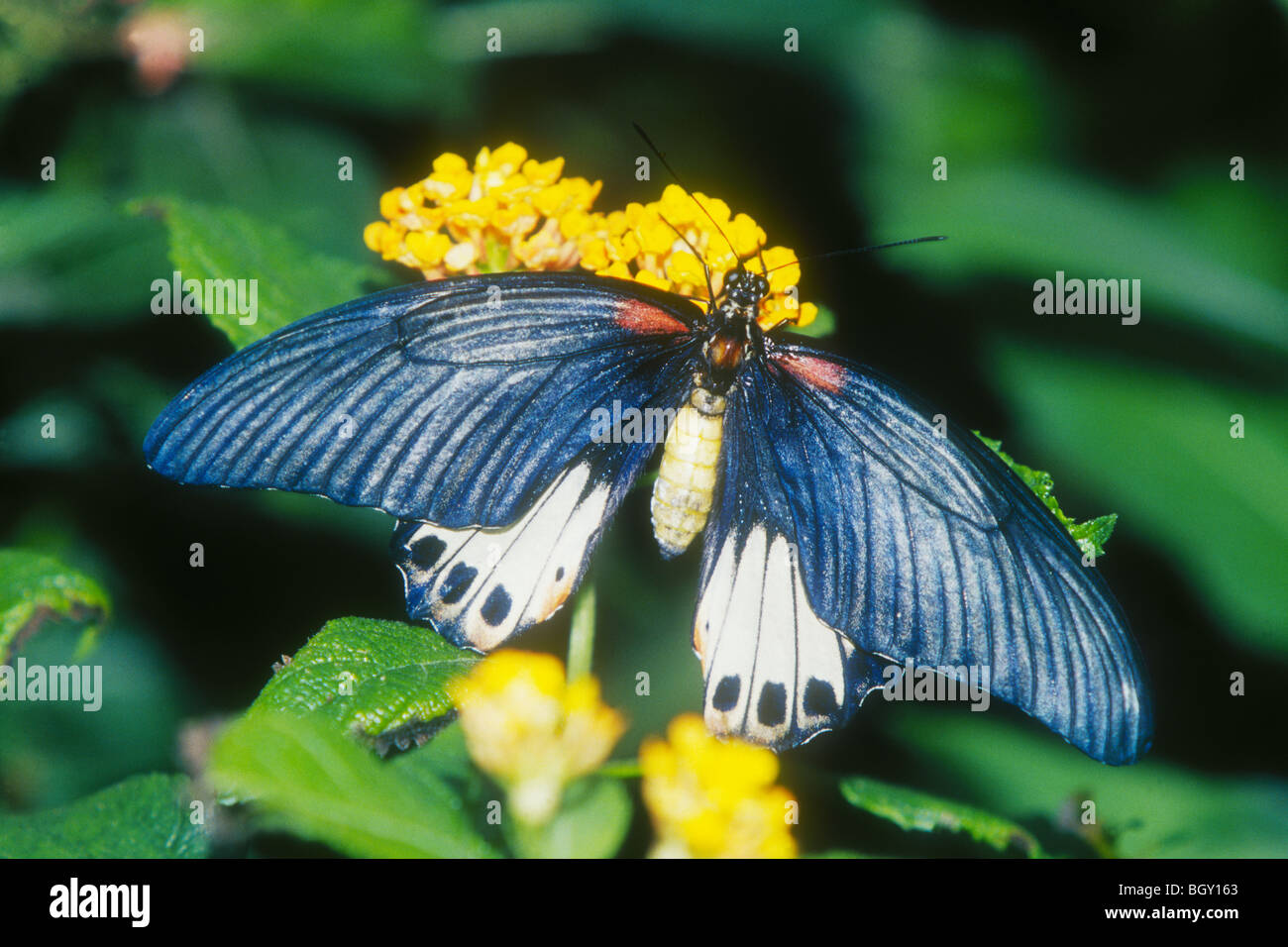 Grand Mormon Papilio memnon agenor (papillon) originaire de Singapour Banque D'Images