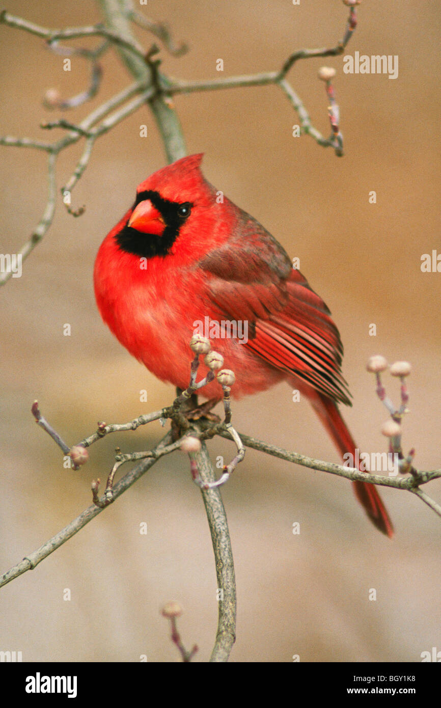 Le Cardinal rouge mâle assis dans l'arbre en hiver Cornouiller Banque D'Images