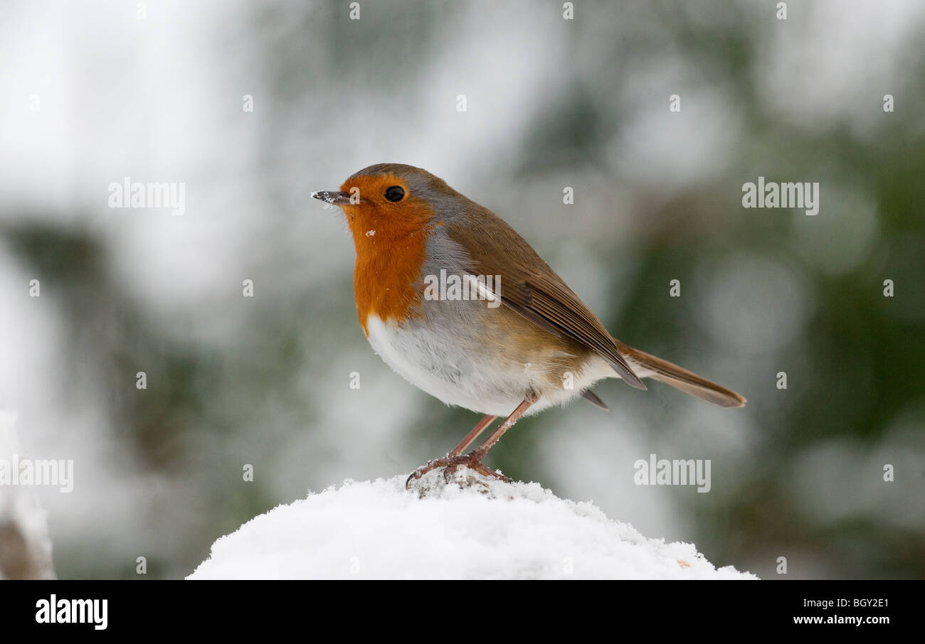 Robin Erithacus rubecula aux abords d'alimentation ( ) dans le jardin pendant l'hiver la neige. Banque D'Images