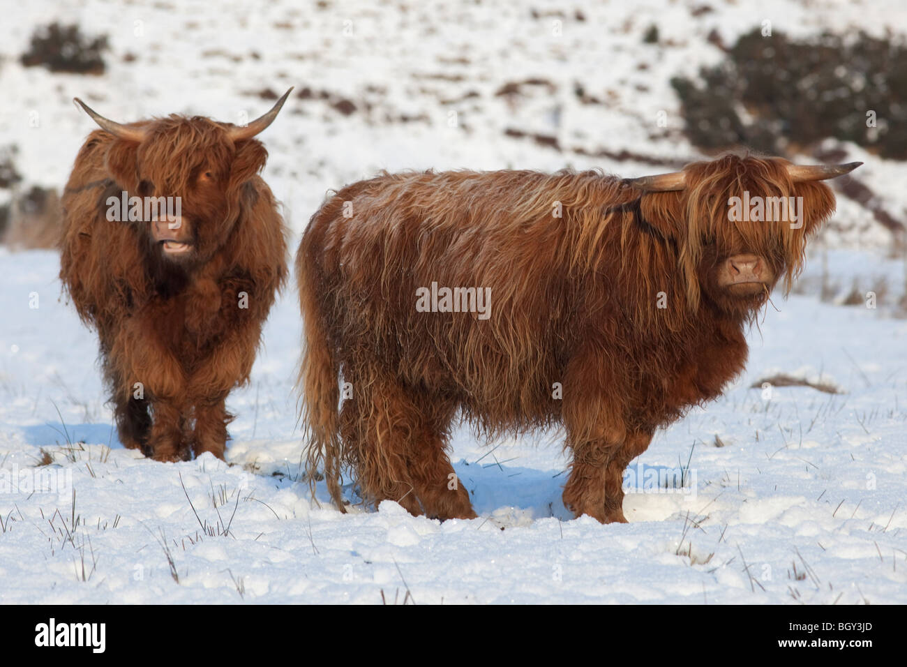Les vaches Highland dans la neige, montagnes de l'Ecosse, Royaume-Uni Banque D'Images