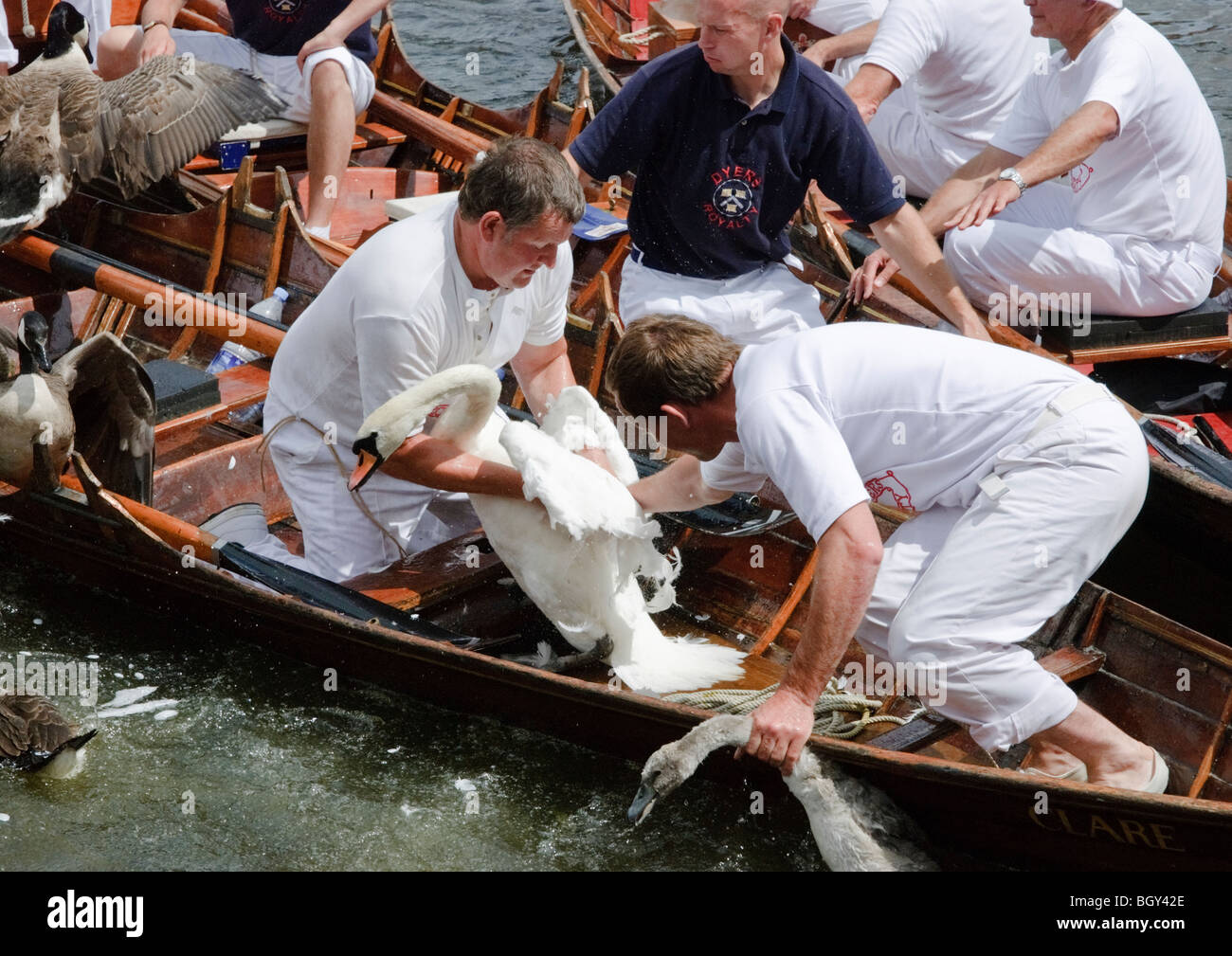 La cérémonie annuelle de Swan augmentant à Henley-on-Thames. Banque D'Images