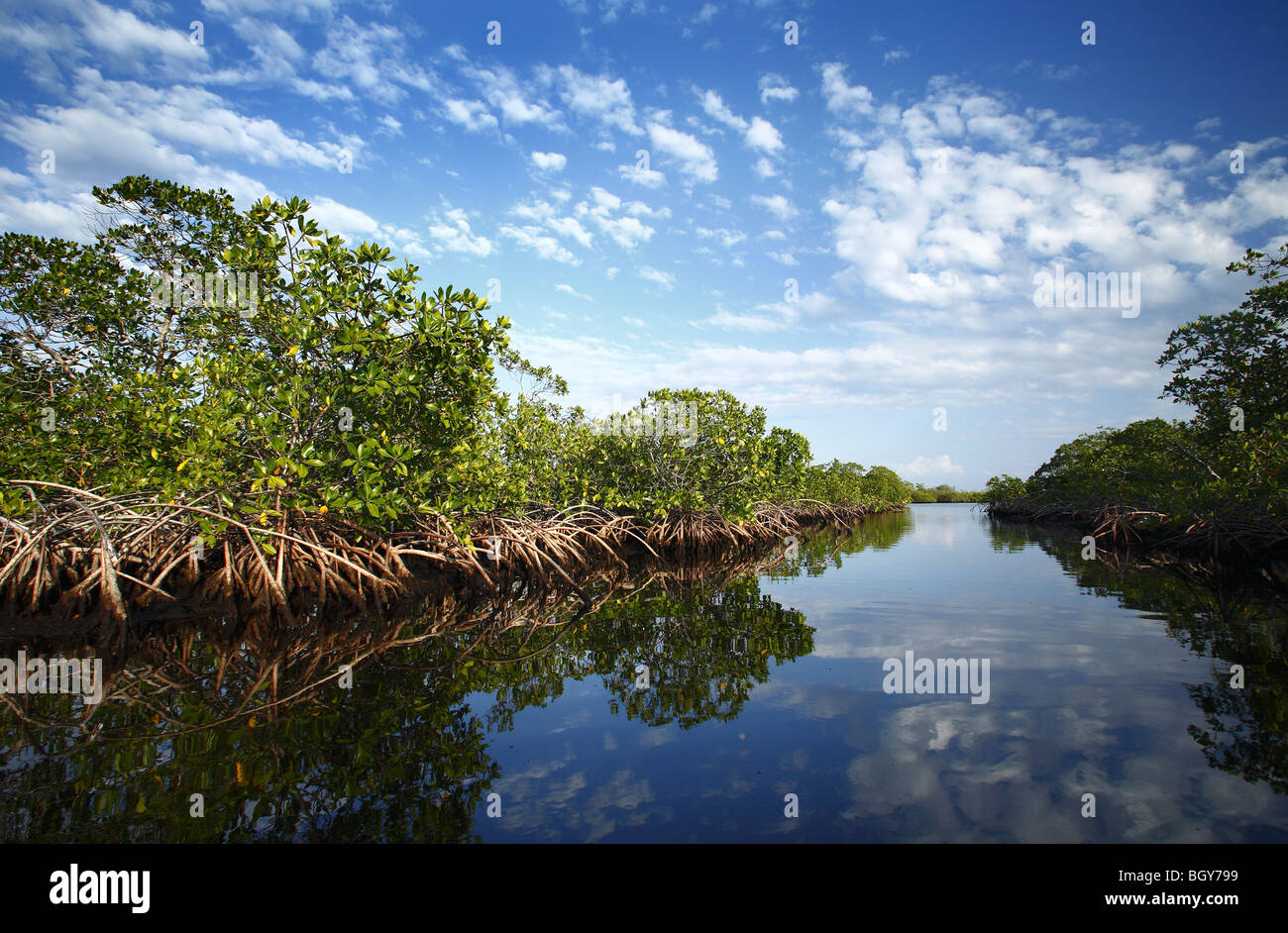 Mangrove sur Utila, Bay Islands, Honduras Banque D'Images