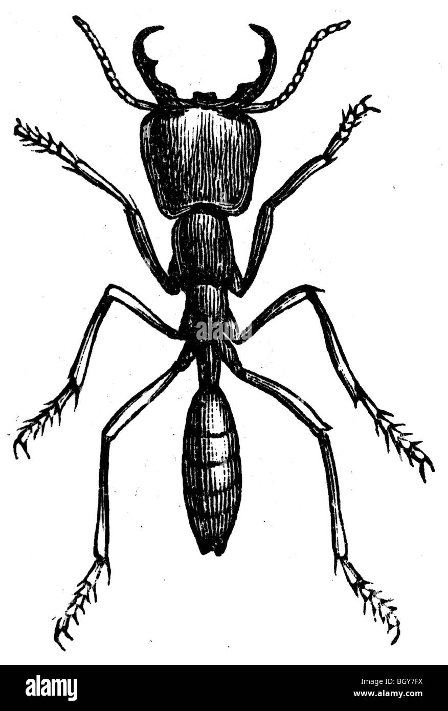 Fourmi d'armée (Anomma), travailleur, ant Banque D'Images