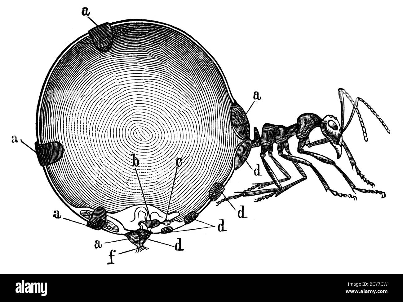 Infirmière de la Honey ant, les fourmis Banque D'Images