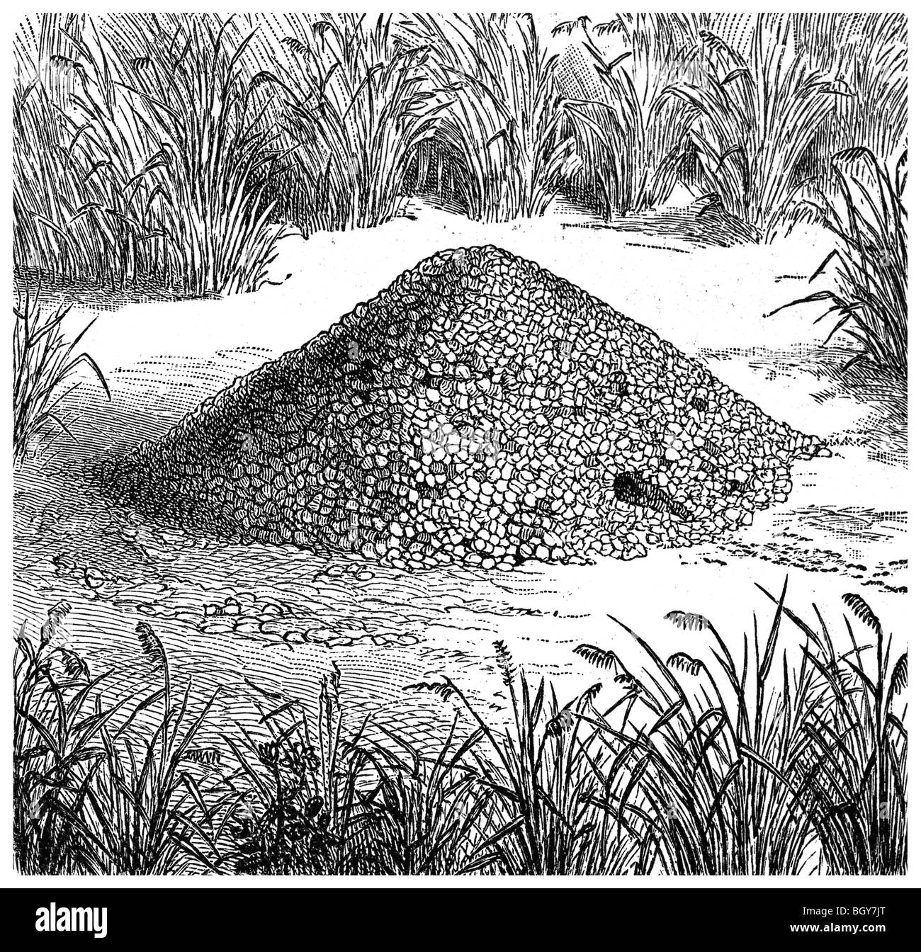 Nid de fourmis Pogonomyrmex occidentalis, Banque D'Images