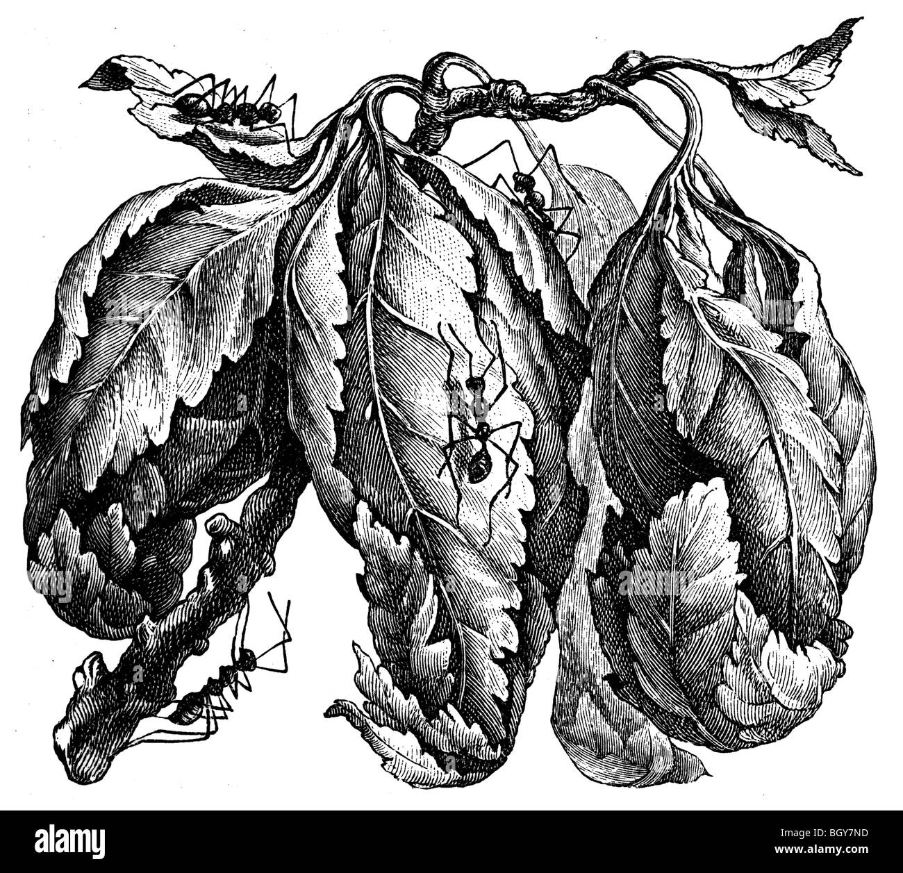 Nid de feuilles Oecophylla smaragdina, fourmis Banque D'Images