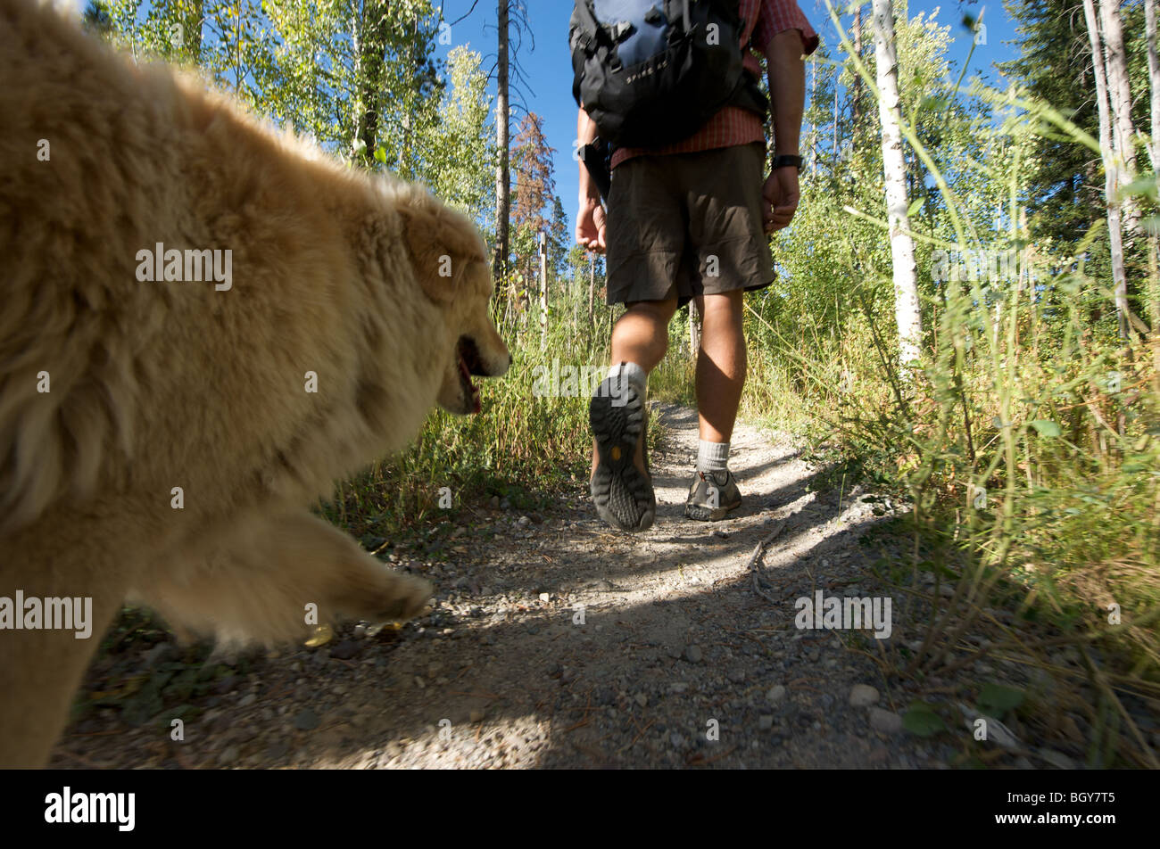 Un randonneur jour prend son chien pour une promenade à travers Jackson Hole Ski Resort. Banque D'Images