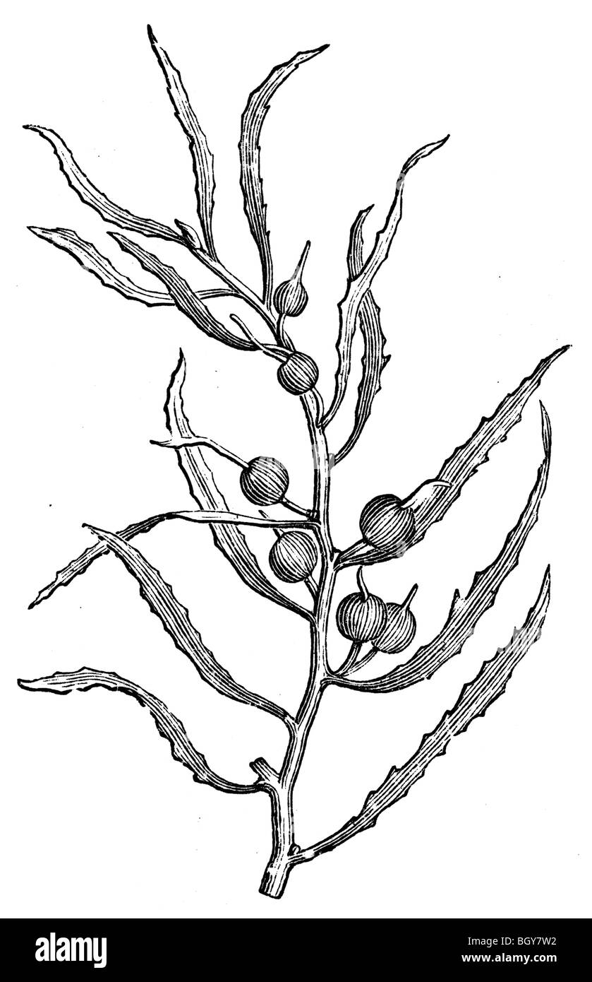 Algue Sargassum natans, Banque D'Images