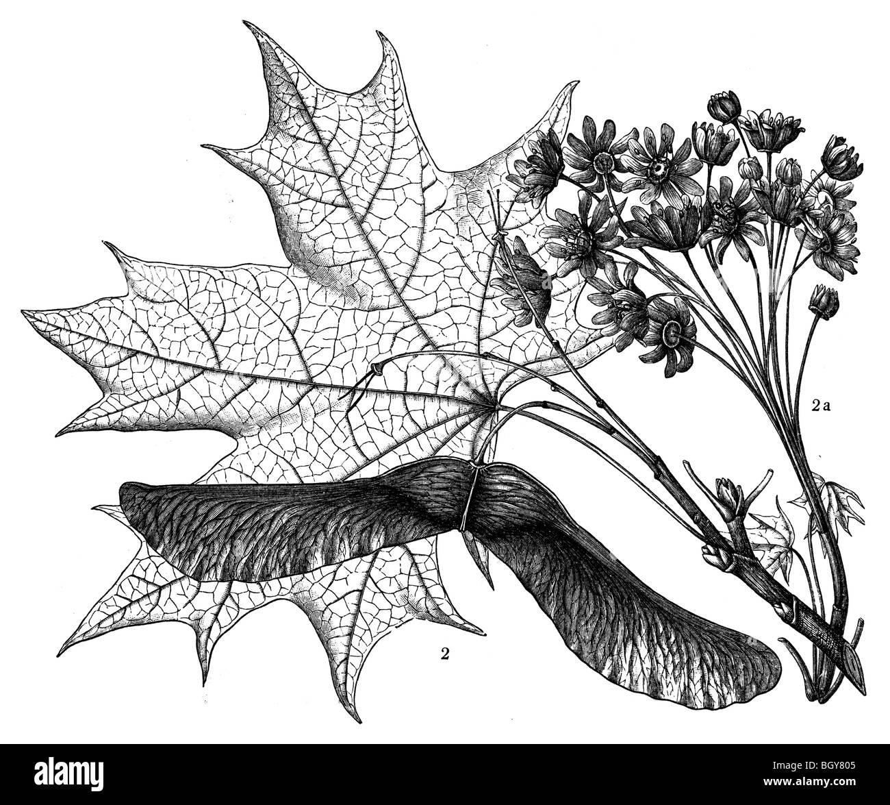 Haut de la direction générale de l'érable avec des fruits Banque D'Images