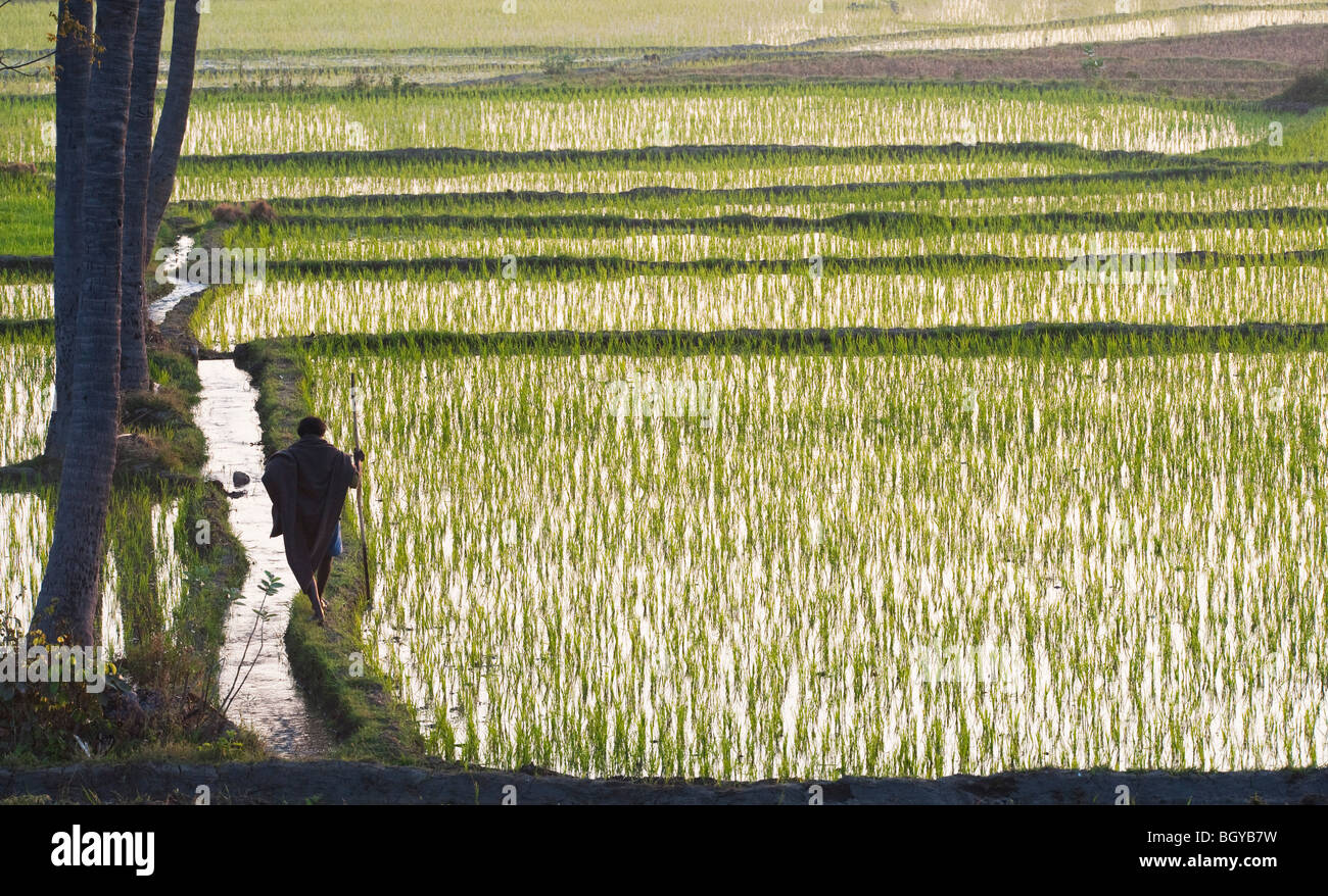 Indian farmer marchant le long d'une rizière champ. L'Andhra Pradesh, Inde Banque D'Images