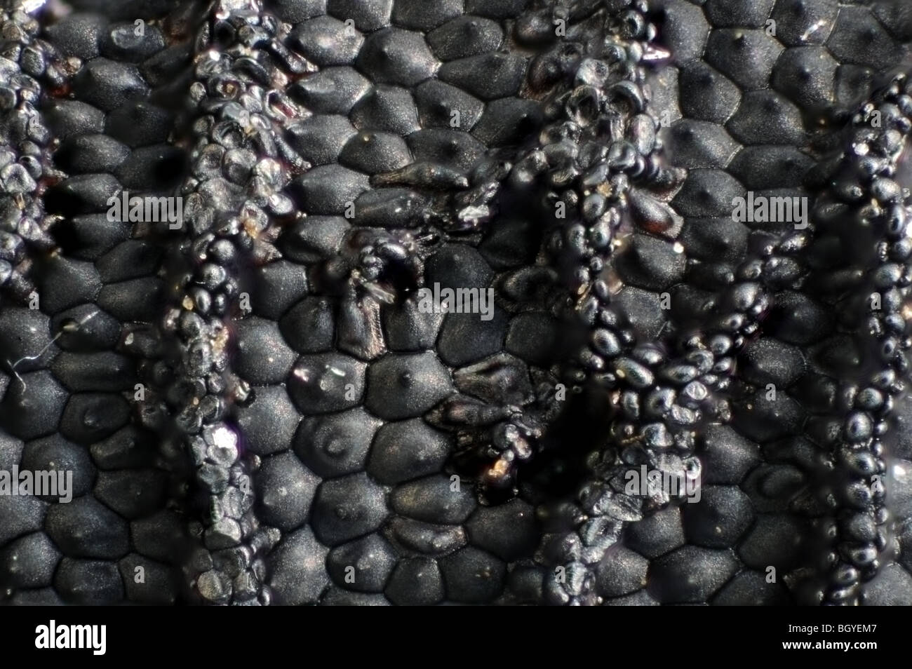Une section d'une seule Graine de Nigelle (amour-dans-un-mist) dans extreme close up Banque D'Images