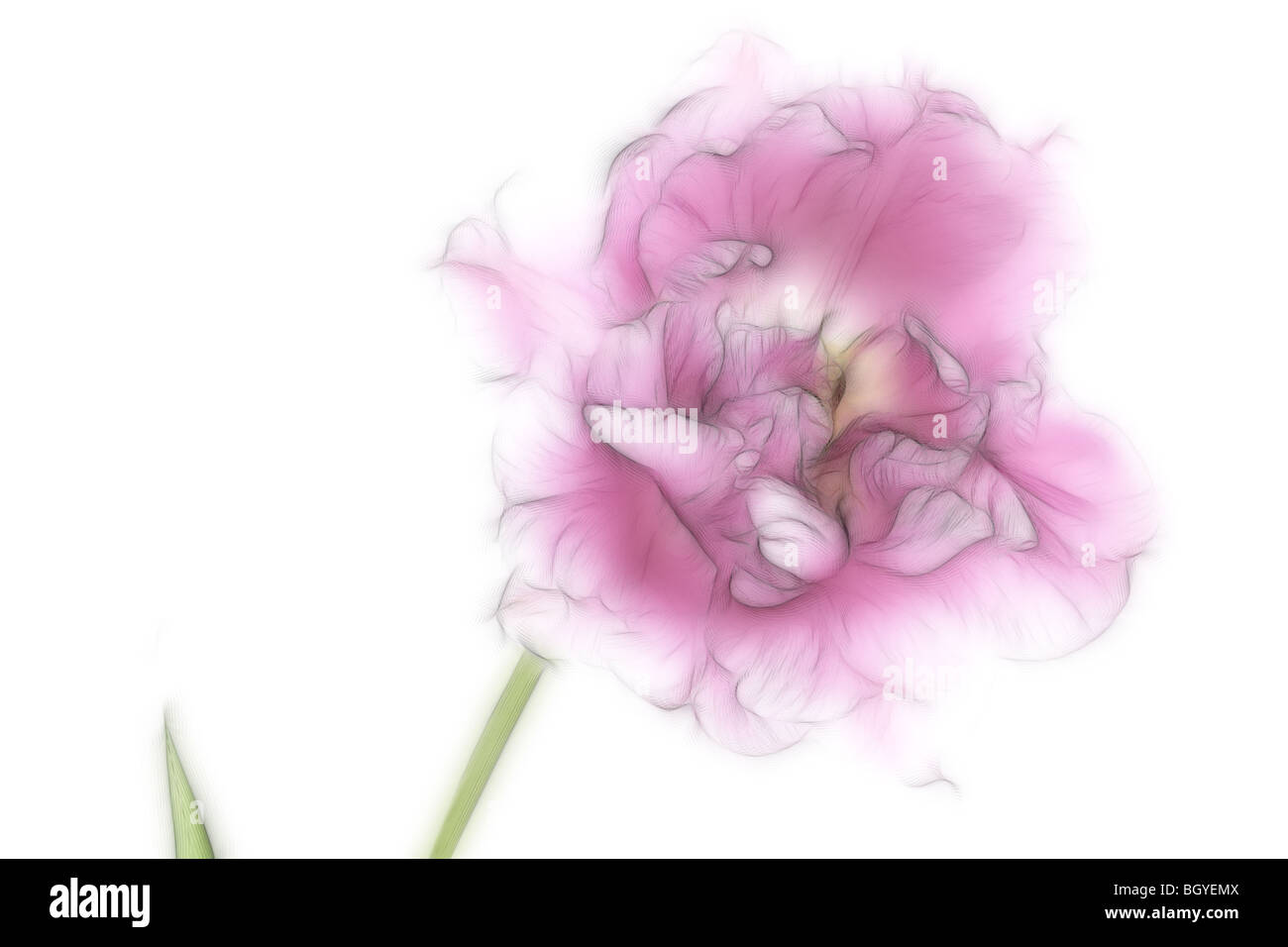 Photo illustration : un close-up d'une tulipe rose en pleine floraison Banque D'Images