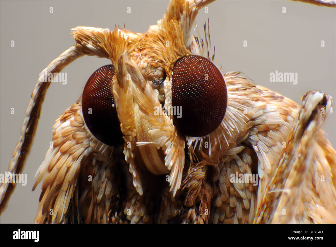 Le visage de la politique commune de plume moth Seija monodactyla Banque D'Images