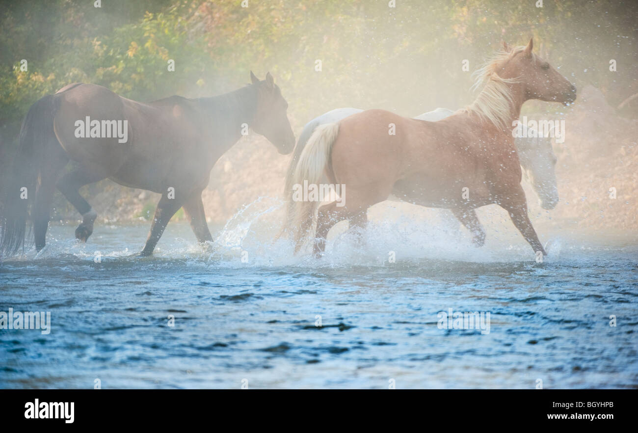 Les chevaux sauvages d'exécution par l'eau Banque D'Images