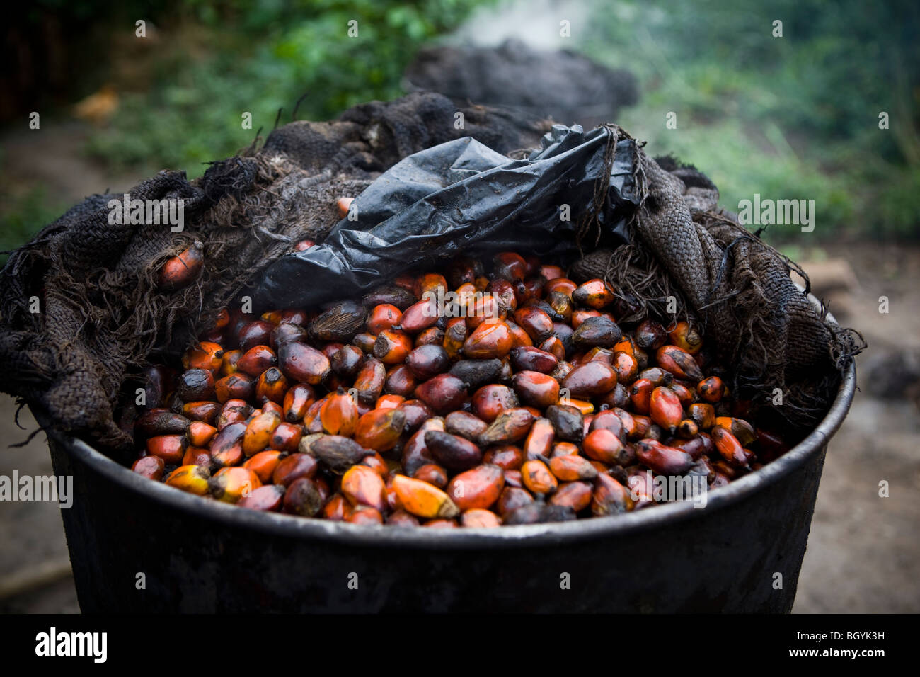 Haricots Palm utilisé pour faire l'huile de palme Banque D'Images