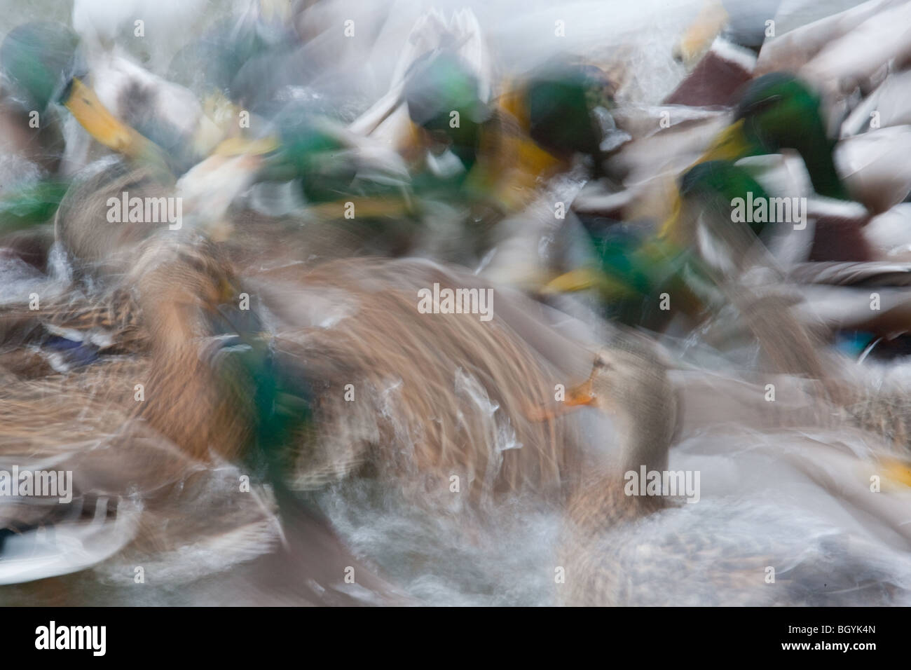 Une longue exposition de Canards colverts et de mouettes à tête noire se nourrissant d'un étang Banque D'Images