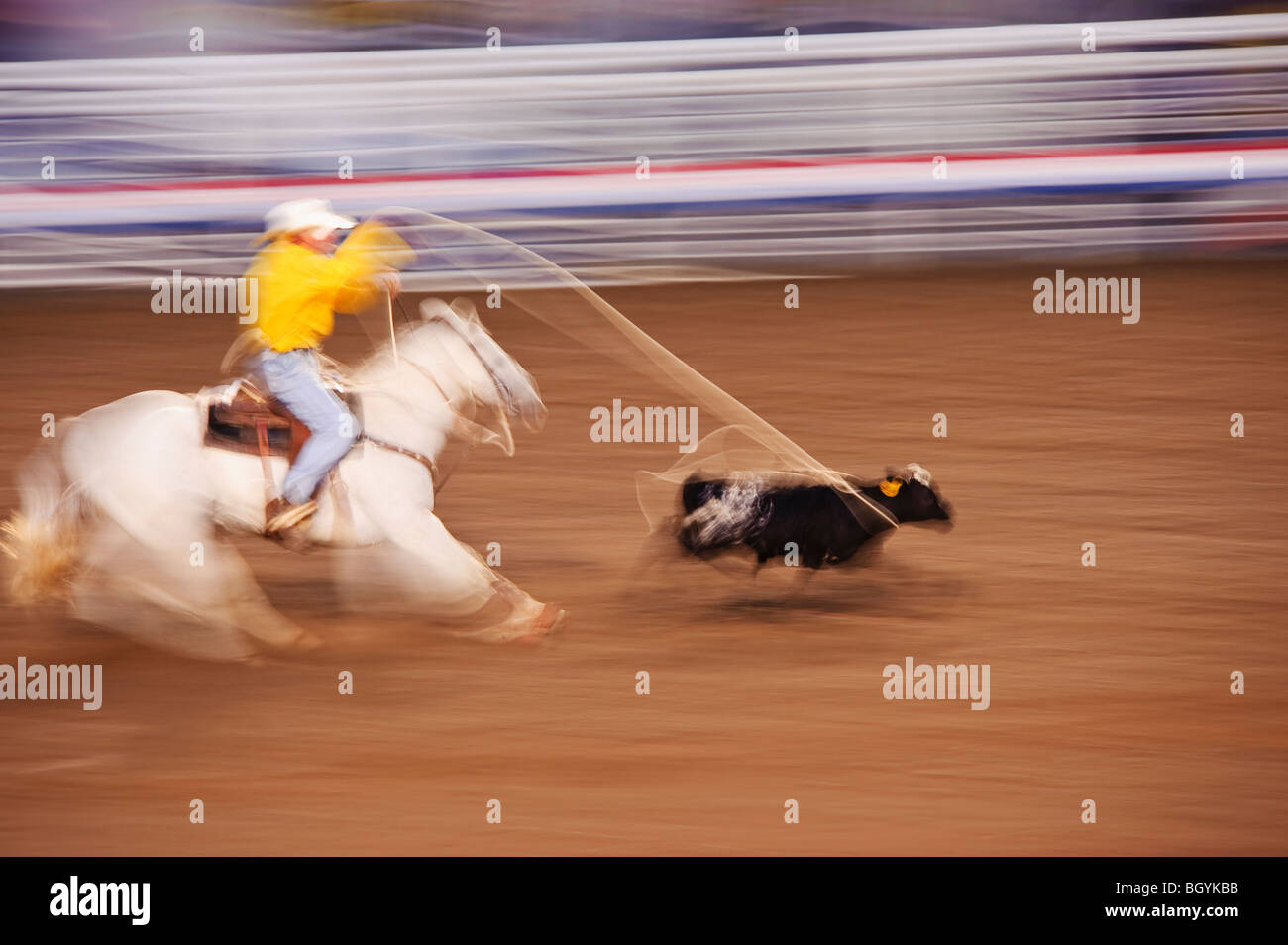 Veau au lasso Banque D'Images