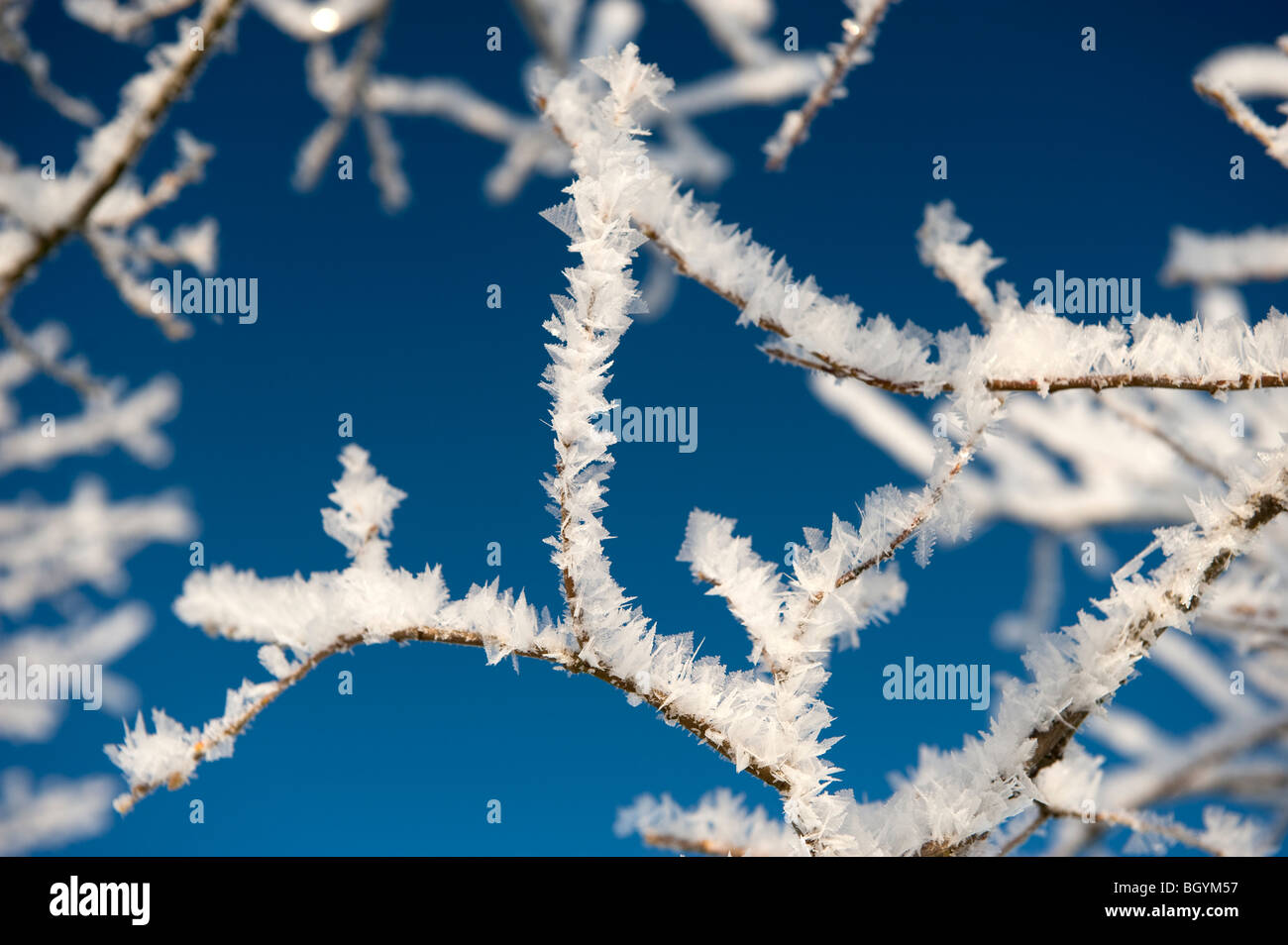 Close up de cristaux de glace se formant sur les branches d'arbres en hiver Banque D'Images