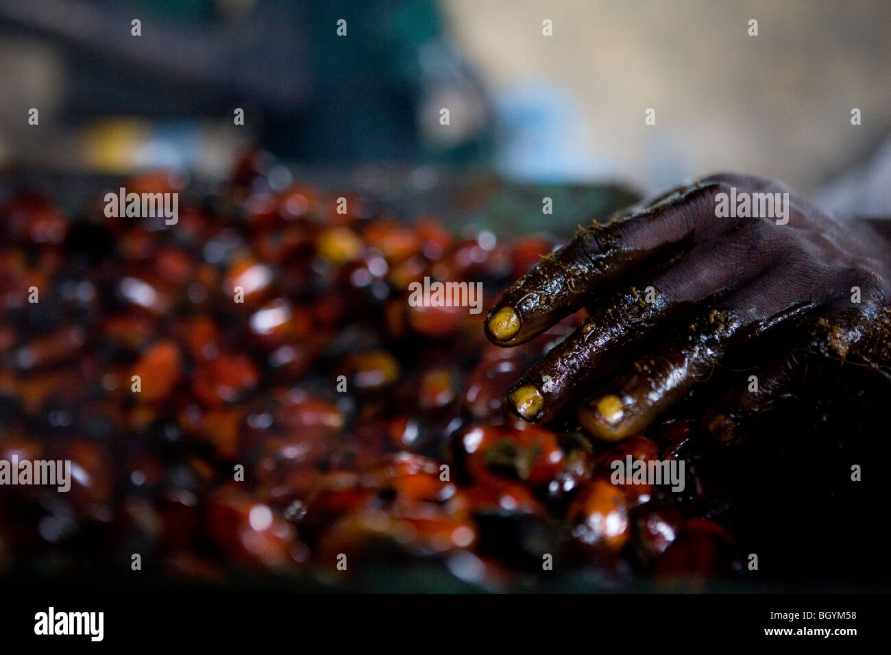 Kwadwo Twumasi, 23, l'exploitation d'une machine de l'huile de palme Banque D'Images