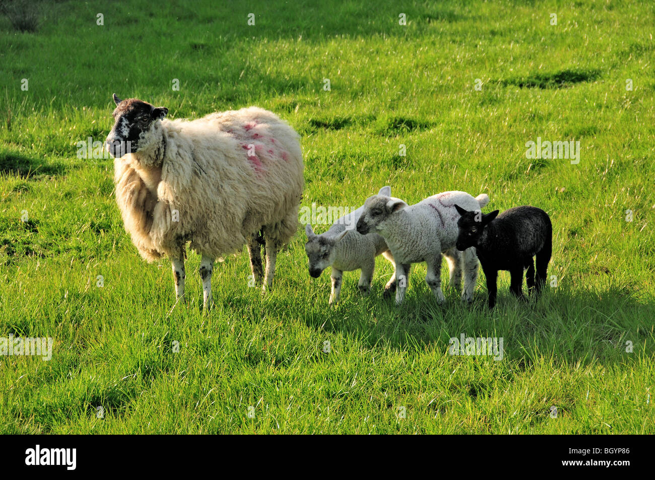 Avec trois moutons Agneaux, deux blanches et une noire peu après l'agnelage de printemps Banque D'Images