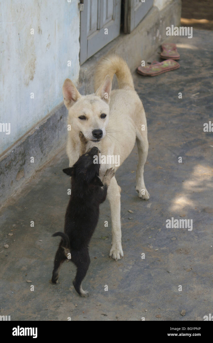 Deux chiens dans un village dans les montagnes centrales du Vietnam Banque D'Images