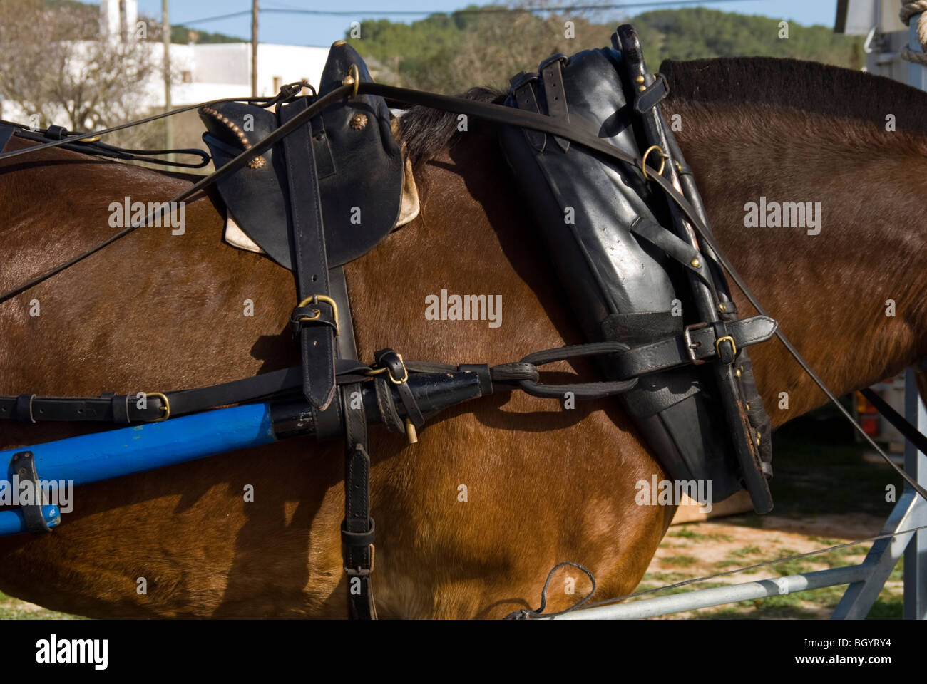 Cheval de selle et de détail Banque D'Images