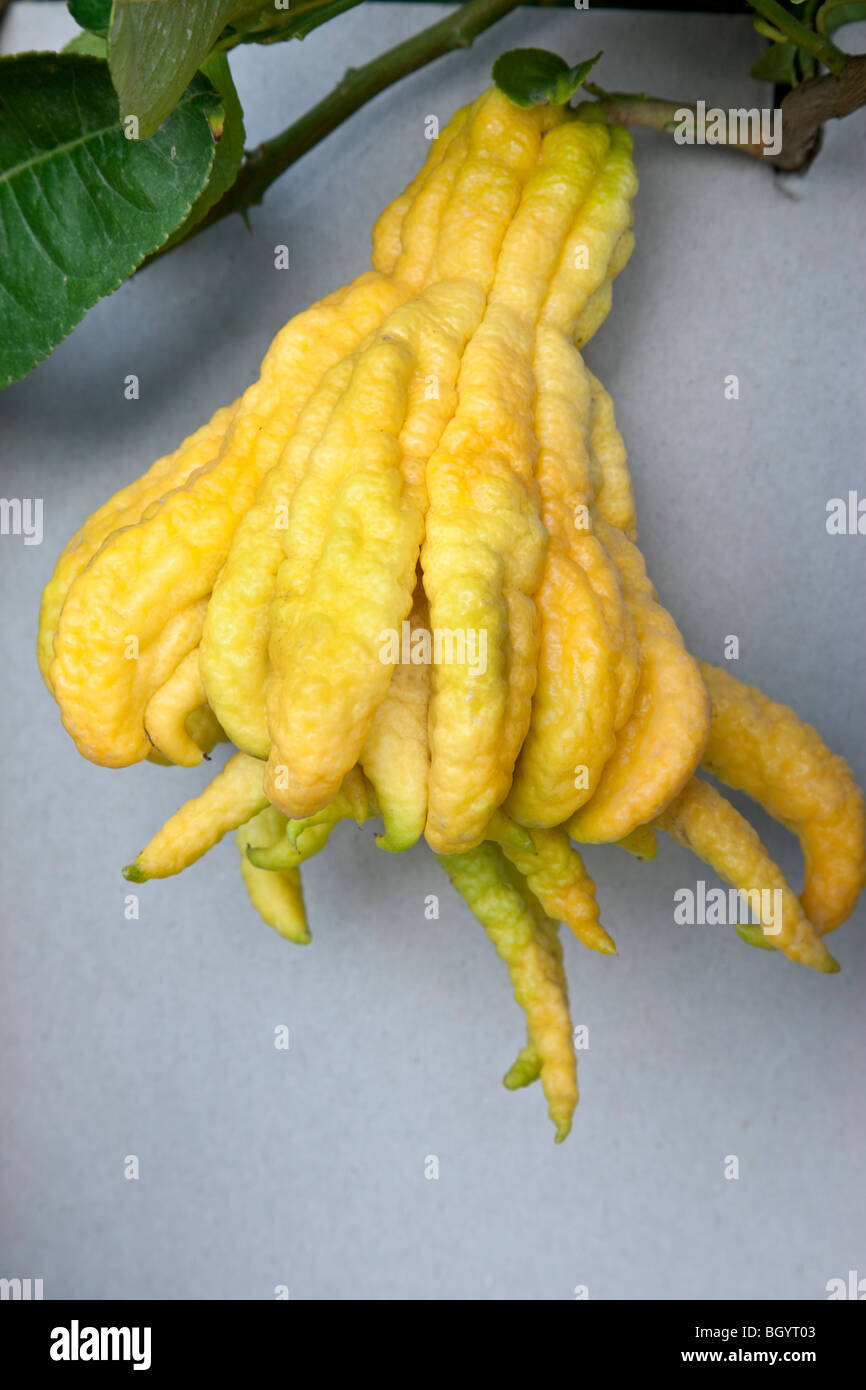 La main de Bouddha, des fruits mûrs. Banque D'Images