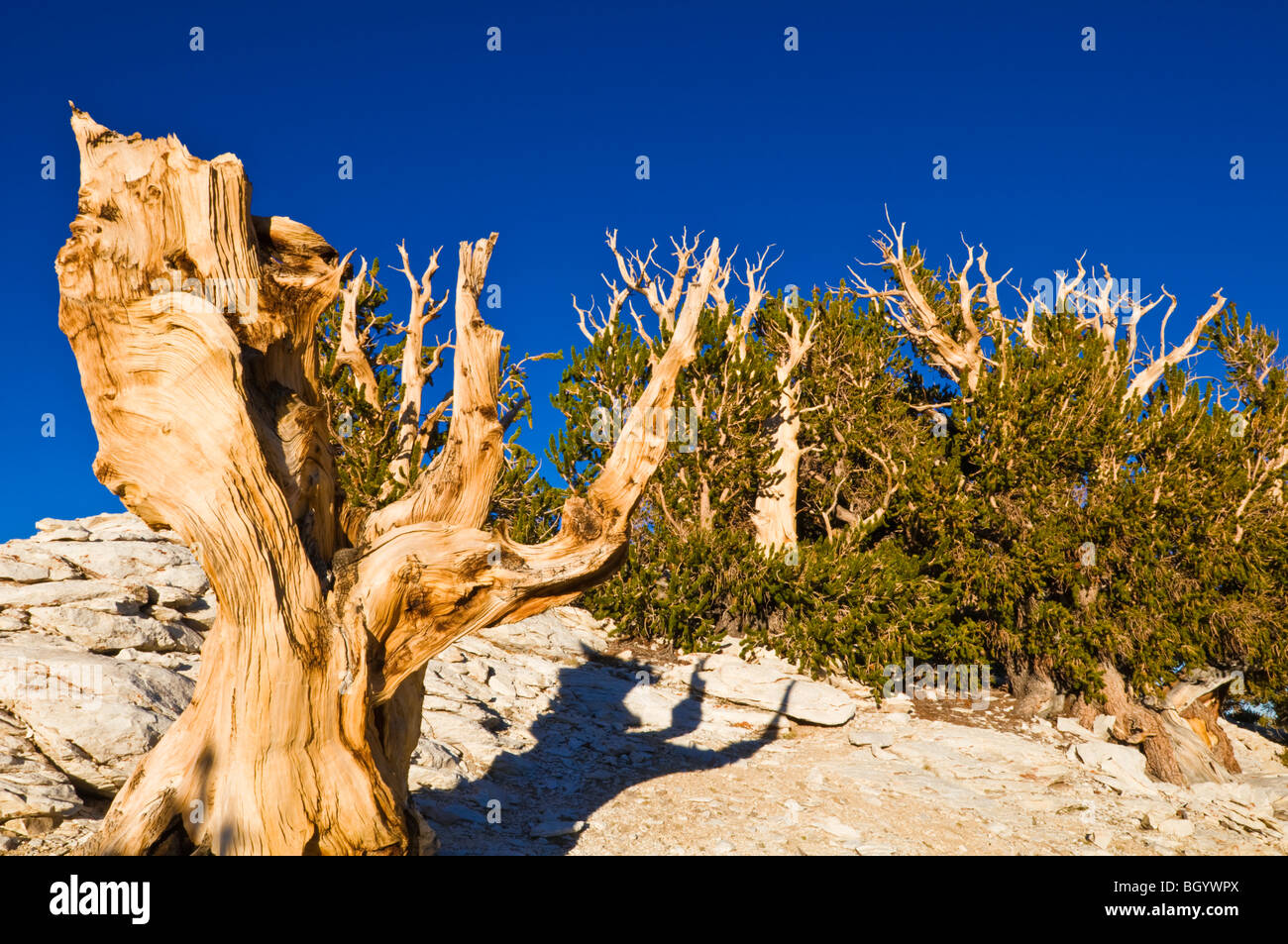 Ancient Bristlecone Pines (Pinus longaeva) dans le Patriarche Grove, ancienne Bristlecone Pine Forest, Montagnes Blanches, en Californie Banque D'Images