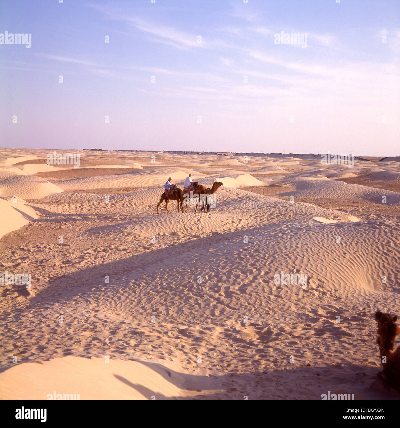Camel safari dans le désert, Sahara, Tunisie Banque D'Images