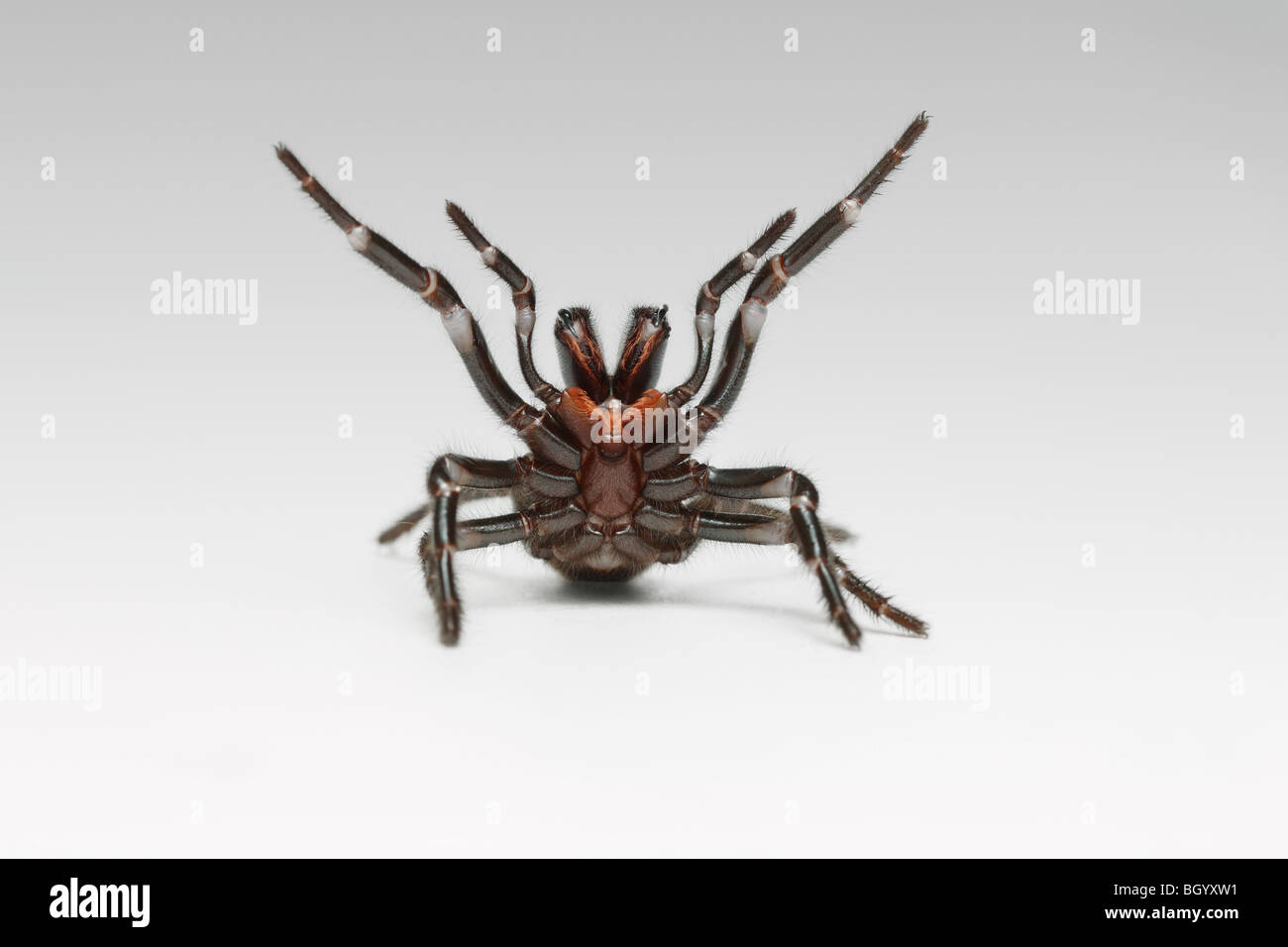 Entonnoir mortelle araignée Web Australie Banque D'Images