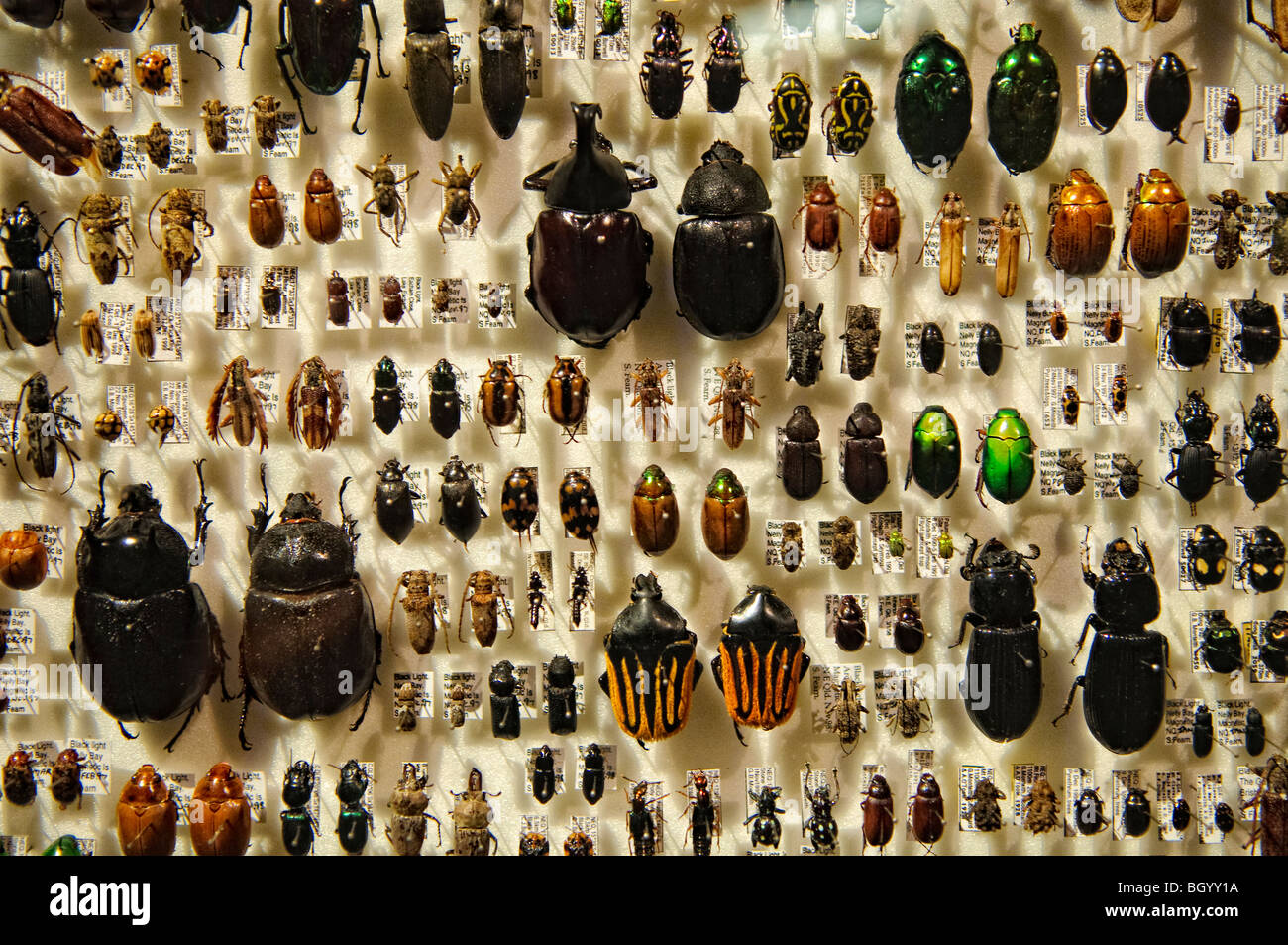 BRISBANE, AUSTRALIE - L'affichage des insectes du Queensland sur l'affichage dans le Queensland Museum Banque D'Images