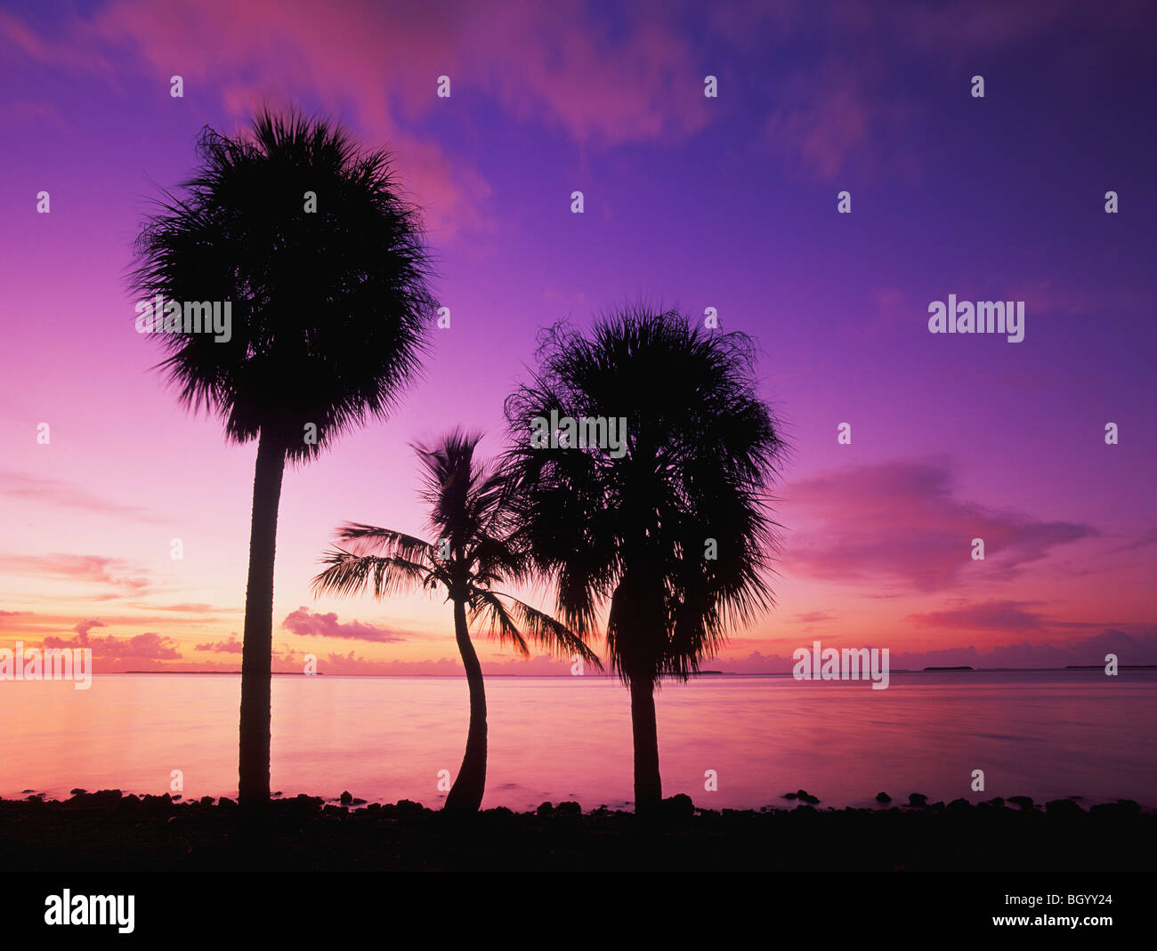 Palmiers au lever du soleil donnant sur la baie de Floride, le Parc National des Everglades, en Floride Banque D'Images