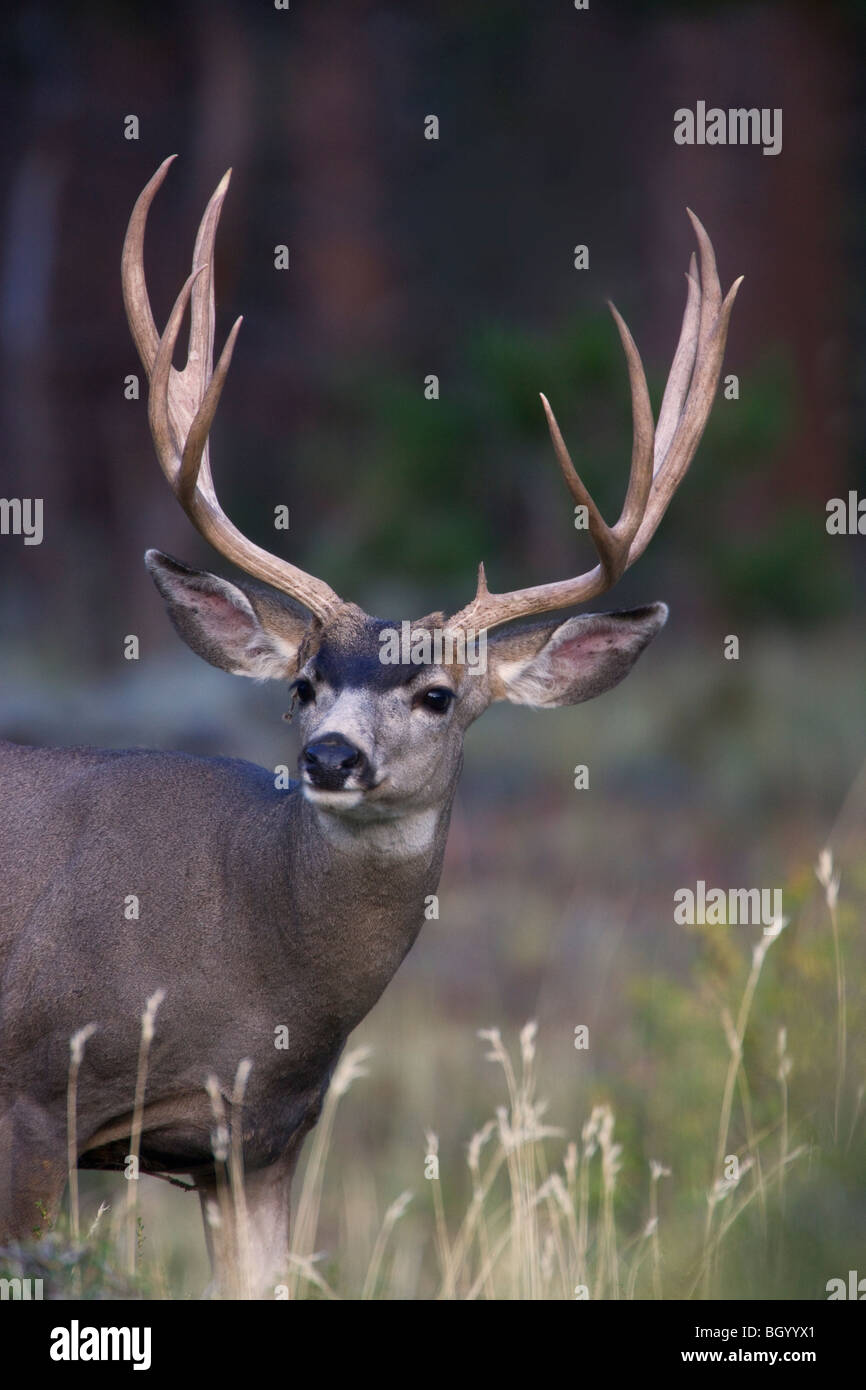 Le Cerf mulet, Rocky Mountain National Park, Colorado. Banque D'Images