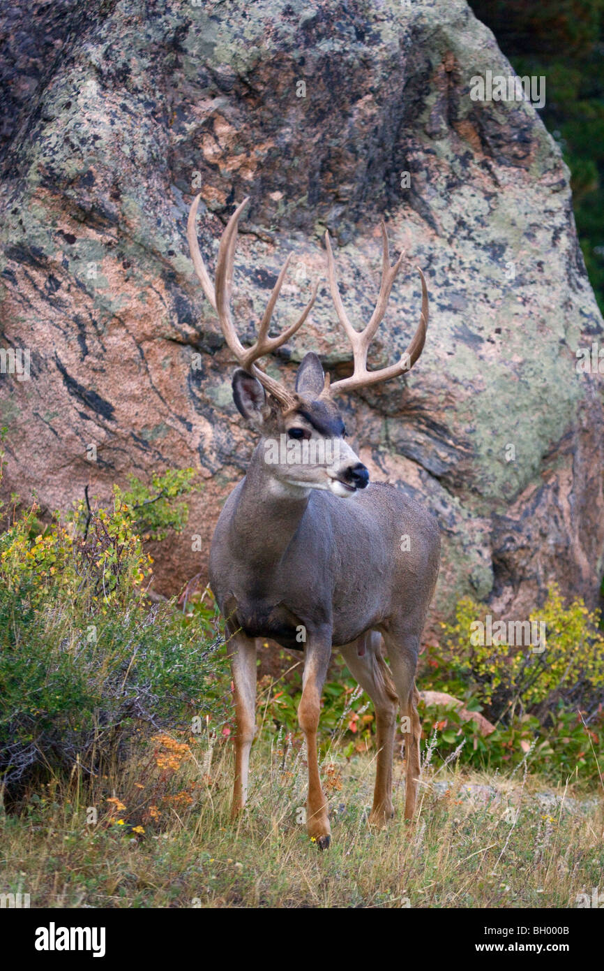 Le Cerf mulet, Rocky Mountain National Park, Colorado. Banque D'Images