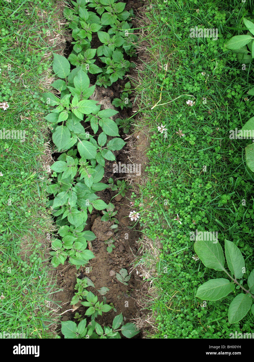 Le buttage des pommes de terre Banque D'Images