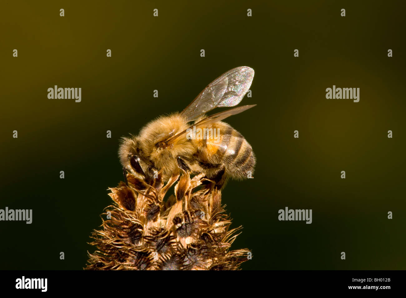 Abeille Apis mellifera sur dead head Banque D'Images